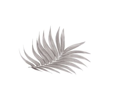 Beyaz arkaplanda izole edilmiş yeşil palmiye yaprağı