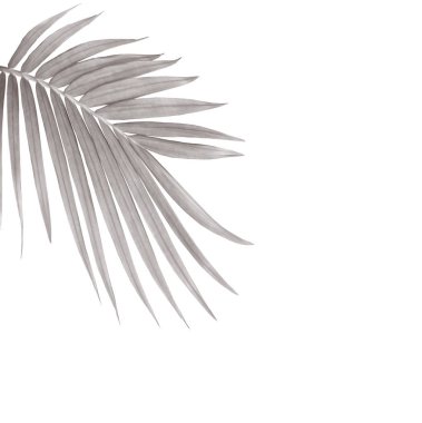 Beyaz arkaplanda izole edilmiş yeşil palmiye yaprağı