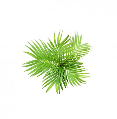 Beyaz arkaplanda izole edilmiş yeşil palmiye yaprağı