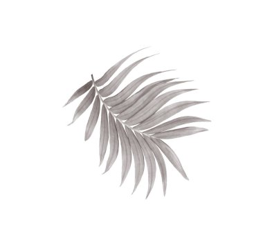 Beyaz arkaplanda izole edilmiş yeşil palmiye yaprağı