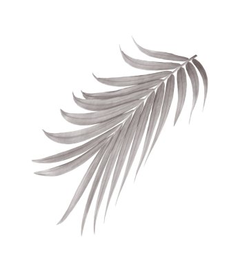 Beyaz arkaplanda izole edilmiş yeşil palmiye yaprağı