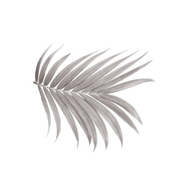 Beyaz arkaplanda izole edilmiş yeşil palmiye yaprağı