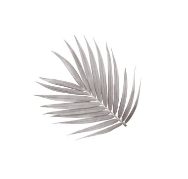 Beyaz arkaplanda izole edilmiş yeşil palmiye yaprağı