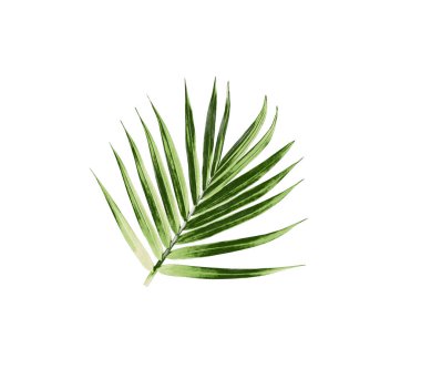 Beyaz arkaplanda izole edilmiş yeşil palmiye yaprağı