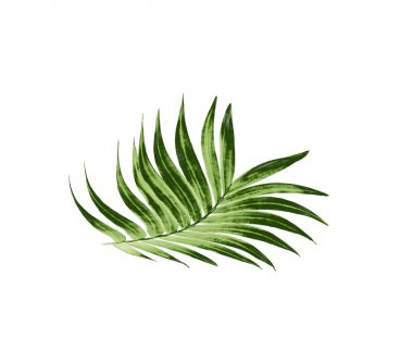 Beyaz arkaplanda izole edilmiş yeşil palmiye yaprağı