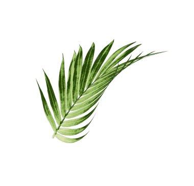 Beyaz arkaplanda izole edilmiş yeşil palmiye yaprağı