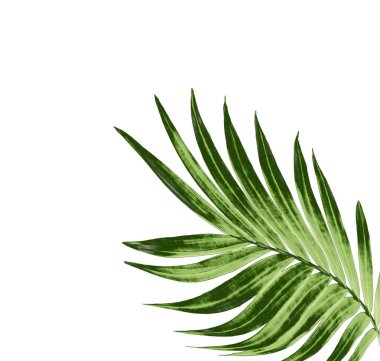 Beyaz arkaplanda izole edilmiş yeşil palmiye yaprağı