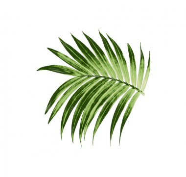 Beyaz arkaplanda izole edilmiş yeşil palmiye yaprağı
