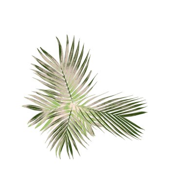 Beyaz arkaplanda izole edilmiş yeşil palmiye yaprağı