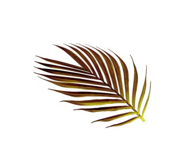 Beyaz arkaplanda izole edilmiş yeşil palmiye yaprağı