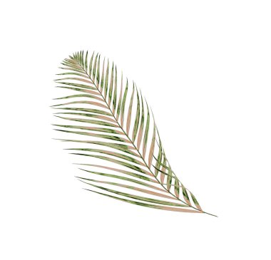 Beyaz arkaplanda izole edilmiş yeşil palmiye yaprakları