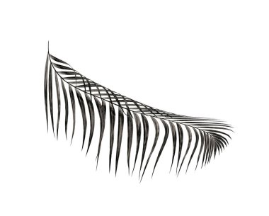 Beyaz arka plan üzerinde izole palmiye ağacının yaprak