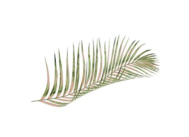 Beyaz arkaplanda izole edilmiş yeşil palmiye yaprakları