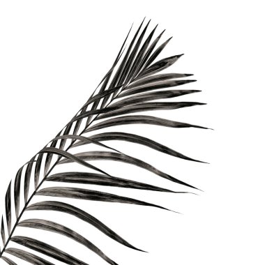 Beyaz arka plan üzerinde izole palmiye ağacının yaprak