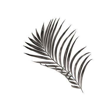 Beyaz arka plan üzerinde izole palmiye ağacının yaprak