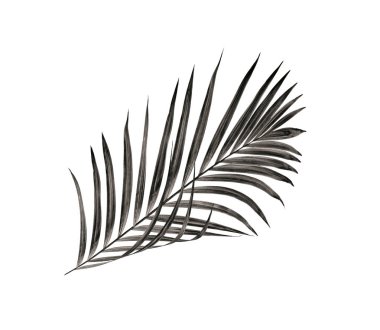 Beyaz arka plan üzerinde izole palmiye ağacının yaprak