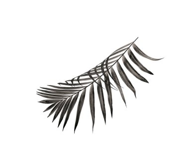 Beyaz arka plan üzerinde izole palmiye ağacının yaprak