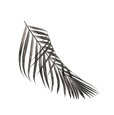 Beyaz arka plan üzerinde izole palmiye ağacının yaprak