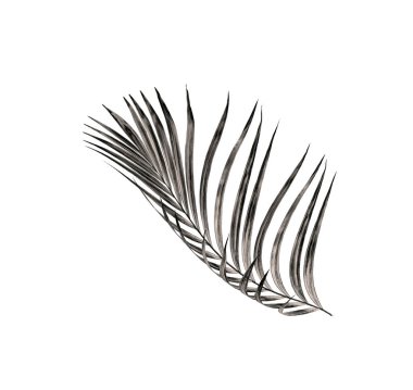 Beyaz arka plan üzerinde izole palmiye ağacının yaprak