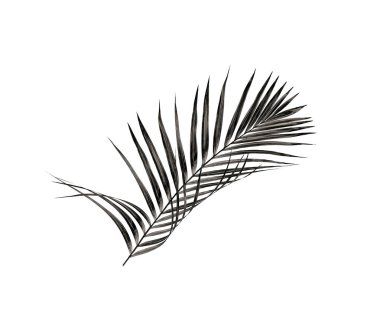 Beyaz arka plan üzerinde izole palmiye ağacının yaprak