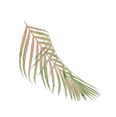 Beyaz arkaplanda izole edilmiş yeşil palmiye yaprakları