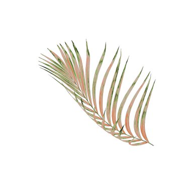 Beyaz arkaplanda izole edilmiş yeşil palmiye yaprakları