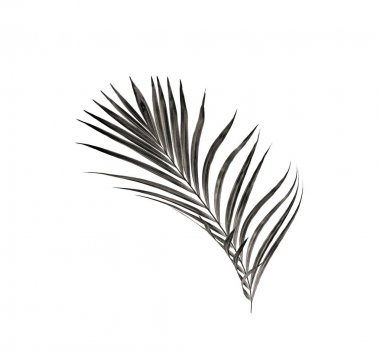 Beyaz arka plan üzerinde izole palmiye ağacının yaprak