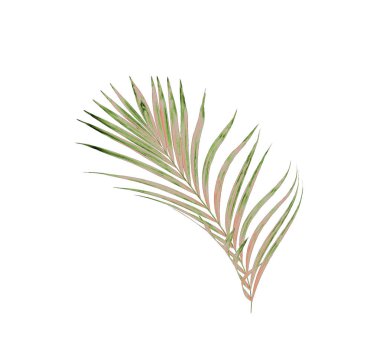 Beyaz arkaplanda izole edilmiş yeşil palmiye yaprakları