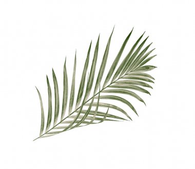 Beyaz arkaplanda izole edilmiş yeşil palmiye yaprakları