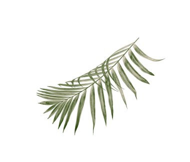 Beyaz arkaplanda izole edilmiş yeşil palmiye yaprakları