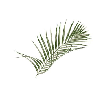 Beyaz arkaplanda izole edilmiş yeşil palmiye yaprakları