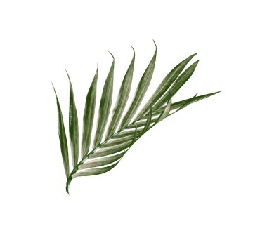 Beyaz arkaplanda izole edilmiş yeşil palmiye yaprakları