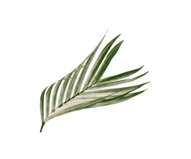 Beyaz arkaplanda izole edilmiş yeşil palmiye yaprakları