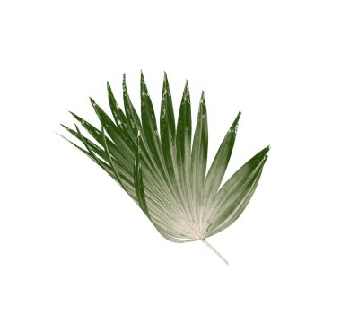 Beyaz arkaplanda izole edilmiş yeşil palmiye yaprakları