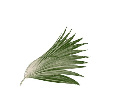 Beyaz arkaplanda izole edilmiş yeşil palmiye yaprakları