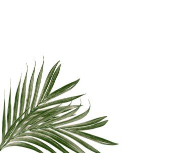 Beyaz arkaplanda izole edilmiş yeşil palmiye yaprakları