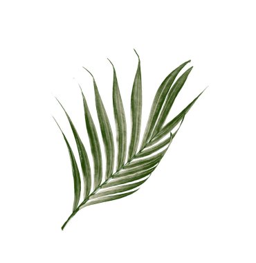 Beyaz arkaplanda izole edilmiş yeşil palmiye yaprakları