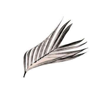 Beyaz arka plan üzerinde izole palmiye ağacının yaprak