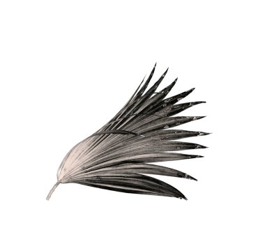 Beyaz arka plan üzerinde izole palmiye ağacının yaprak