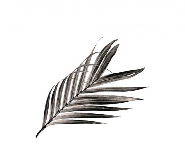 Beyaz arka plan üzerinde izole palmiye ağacının yaprak