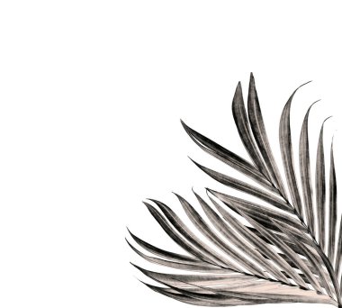 Beyaz arka plan üzerinde izole palmiye ağacının yaprak