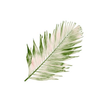 Tropikal yeşil palmiye yaprağıyla konsept yaz. Beyaz desenli arka planda yaprak dalları var. düz yatış, üst görünüm.