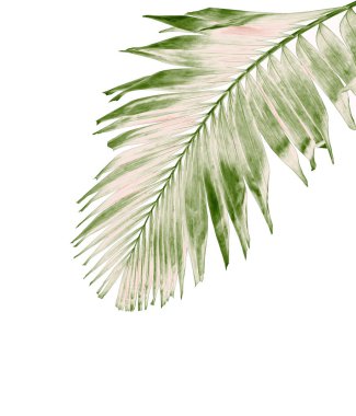 Tropikal yeşil palmiye yaprağıyla konsept yaz. Beyaz desenli arka planda yaprak dalları var. düz yatış, üst görünüm.