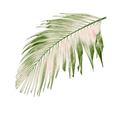 Tropikal yeşil palmiye yaprağıyla konsept yaz. Beyaz desenli arka planda yaprak dalları var. düz yatış, üst görünüm.