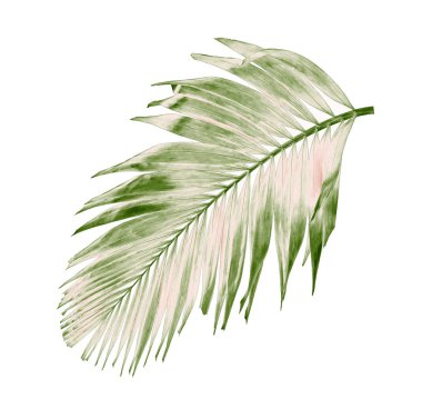 Tropikal yeşil palmiye yaprağıyla konsept yaz. Beyaz desenli arka planda yaprak dalları var. düz yatış, üst görünüm.