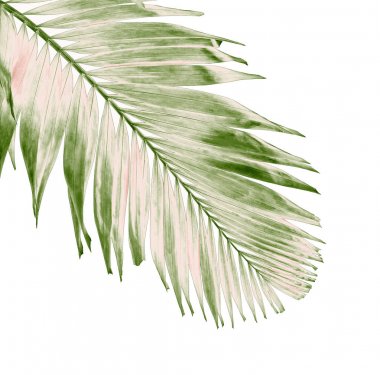 tropikal yaprak yeşil palmiye ile kavram yaz. yaprak çiçek