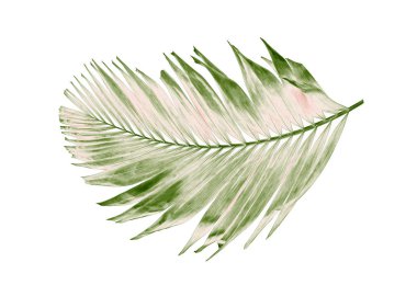 Tropikal yeşil palmiye yaprağıyla konsept yaz. Beyaz desenli arka planda yaprak dalları var. düz yatış, üst görünüm.