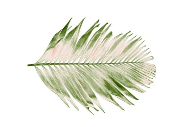 tropikal yaprak yeşil palmiye ile kavram yaz. yaprak çiçek