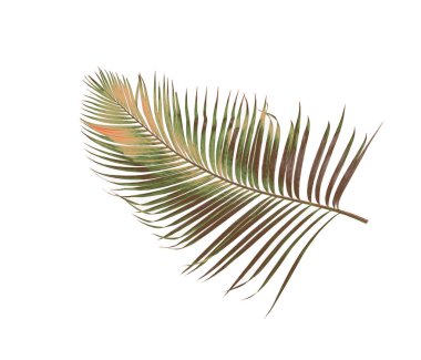 Tropikal yeşil palmiye yaprağıyla konsept yaz. Beyaz desenli arka planda yaprak dalları var. düz yatış, üst görünüm.