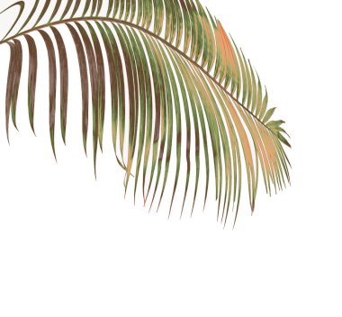 tropikal yaprak yeşil palmiye ile kavram yaz. yaprak çiçek